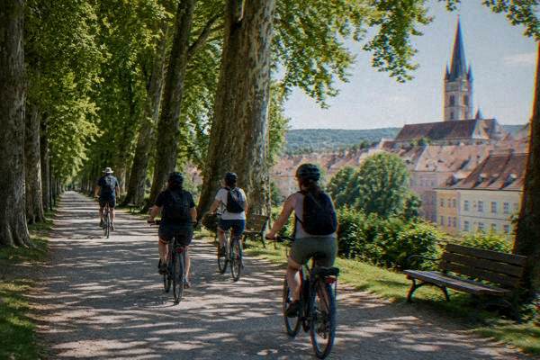 A small group on city bikes riding along a wide gravel path under very tall old trees, a guide ahead, Parcul Sub Arini