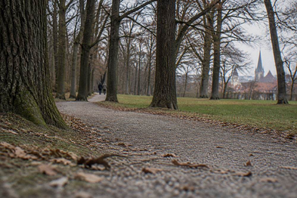 A narrow footpath winding between large oak trees in the Dumbrava Sibiului forest near Sibiu