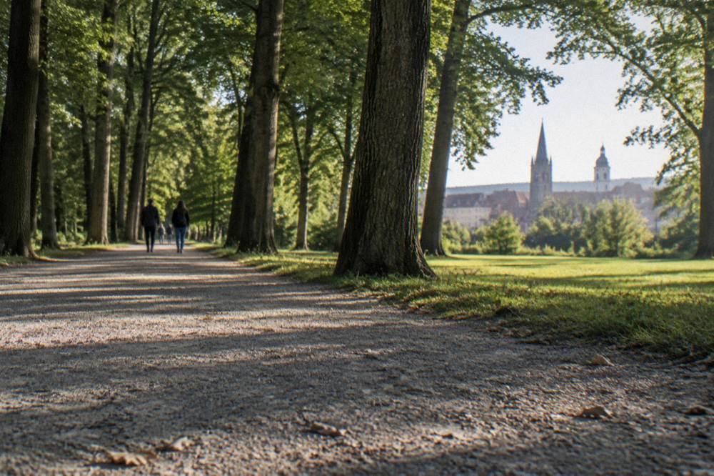 A wide trail runs under tall trees, soft ground and cool shade the whole way