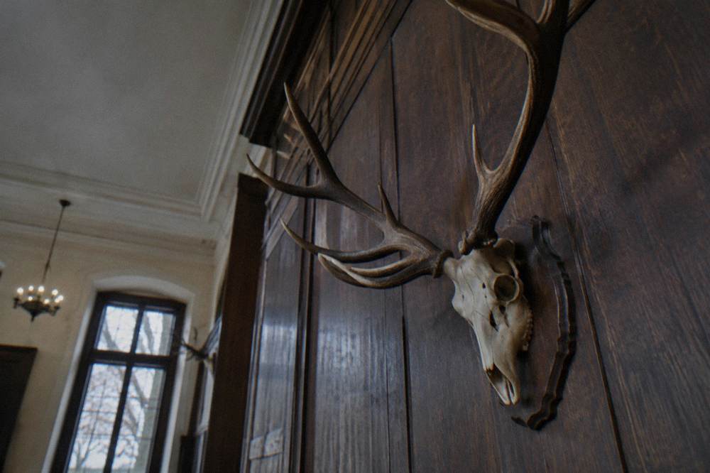 A mounted deer antler trophy displayed against a dark wooden wall