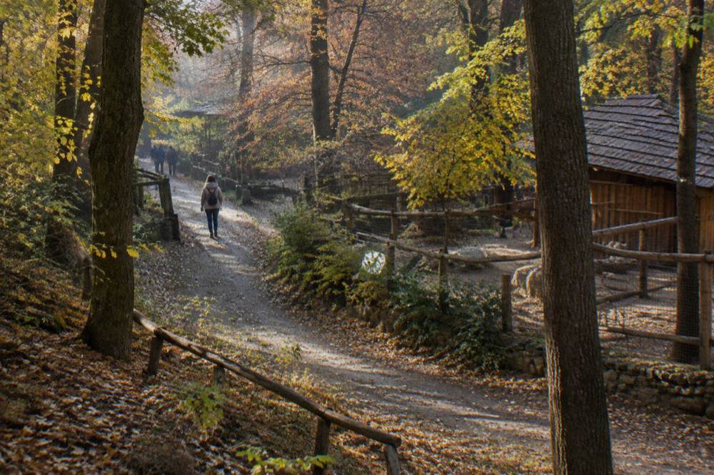 A forest path in autumn with fallen leaves and low golden light through the trees