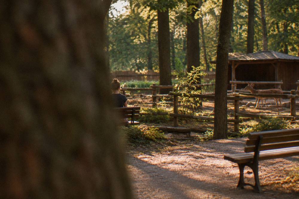 A quiet forest clearing with wooden benches and a small enclosure fence under tall trees