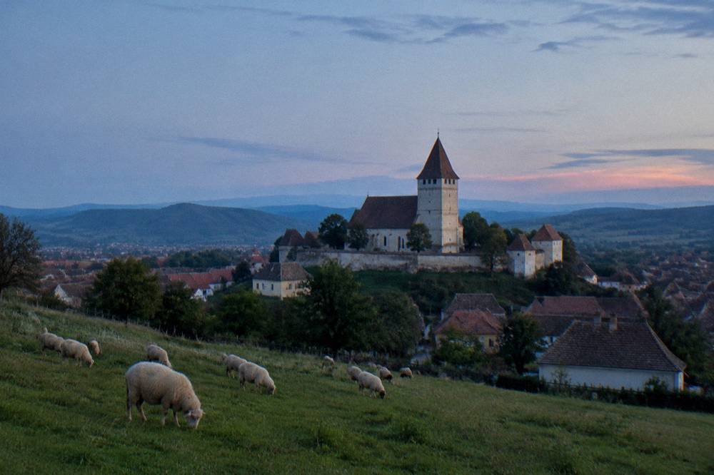 Sheep grazing on rolling green hills in the Transylvanian foothills near Sibiu
