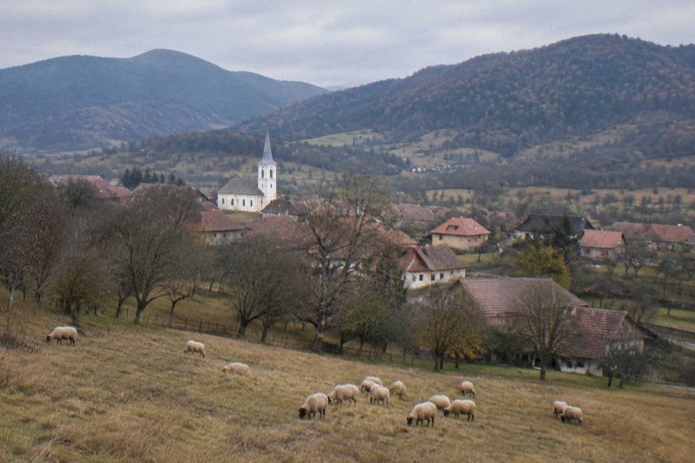 Sheep grazing on a hay meadow with forested hills behind in southern Transylvania