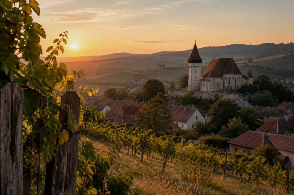Rolling farmland and isolated trees under a wide sky in the Târnava valley hills